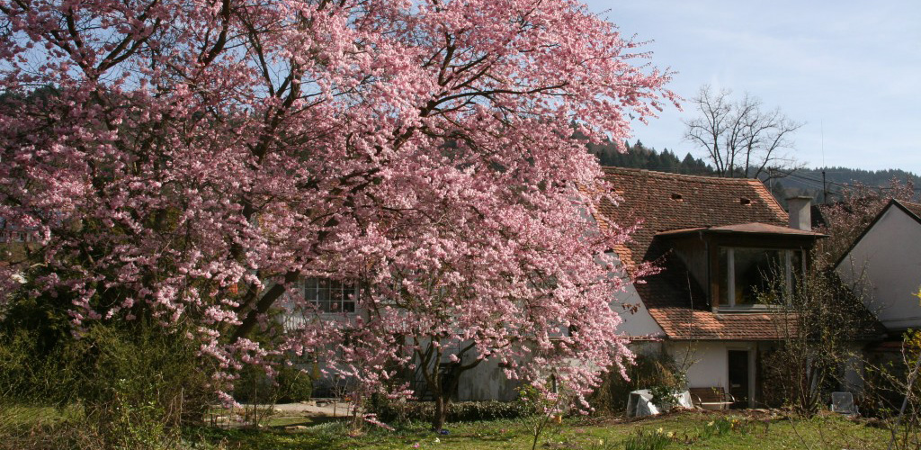 Frühling in Sulzburg in der Ferienwohnung im Riemschneiderhaus