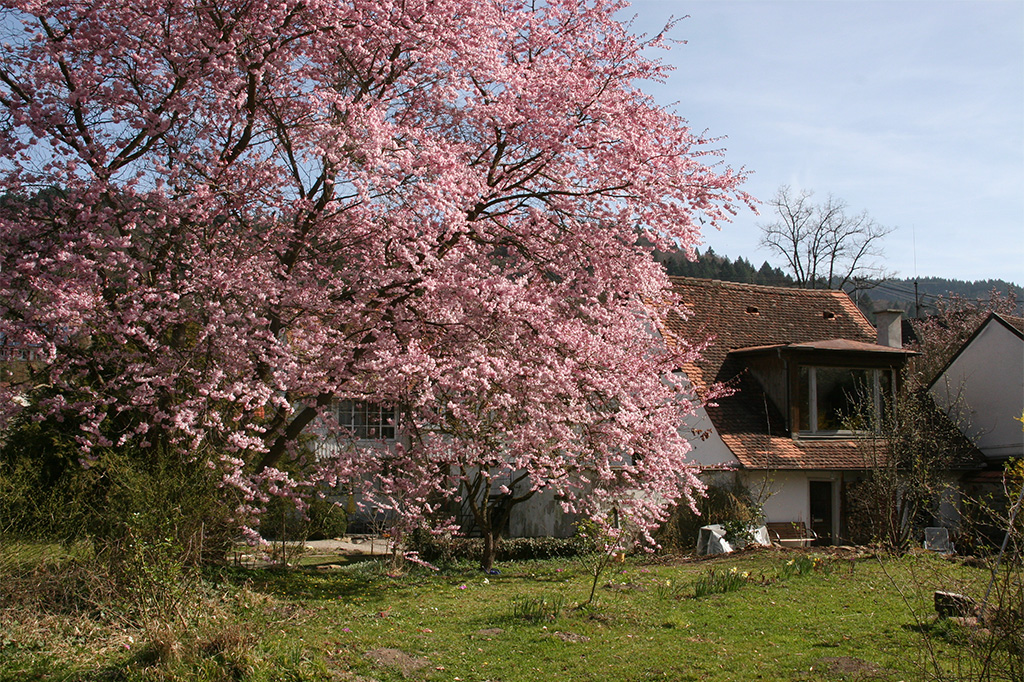 der blühende Kirschbaum vor der Ferienwohnung in Sulzburg